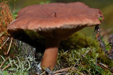 mushroom in the forest