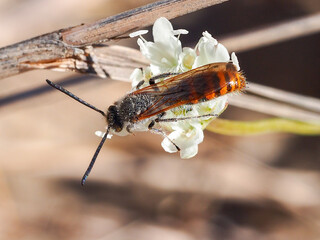 Scoliid Wasp (Campsomeriella thoracica), male