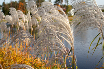 Chinese silver grass in blowing wind in sunlight, golden silver grass on the lake shore