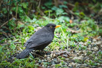 common blackbird (turdus merula) on the ground