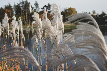 Chinese silver grass in blowing wind in sunlight, golden silver grass on the lake shore