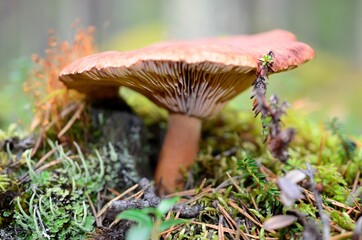 Fototapeta premium mushroom in the grass