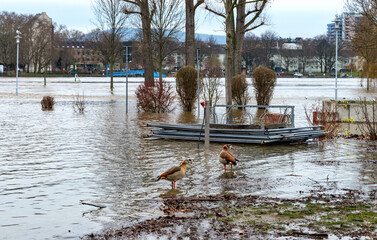 Flooding after heavy rainfall in Koblenz, Deutsches Eck. Koblenz is a German city on the banks of...