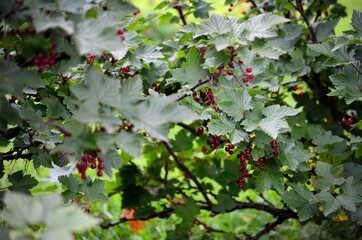 wild redcurrant berry bush