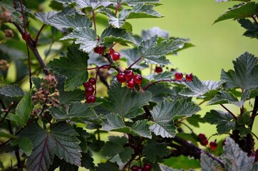 wild redcurrant berry bush