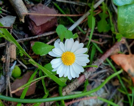 Bellis sylvestris. Little wild white daisy in the forest