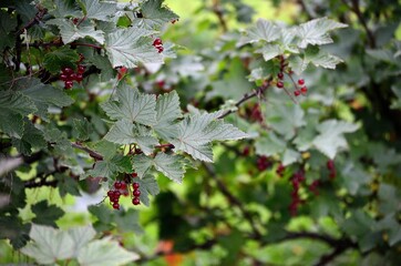 wild redcurrant berry bush