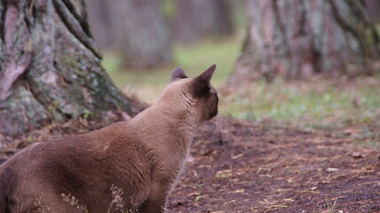 cat in the woods