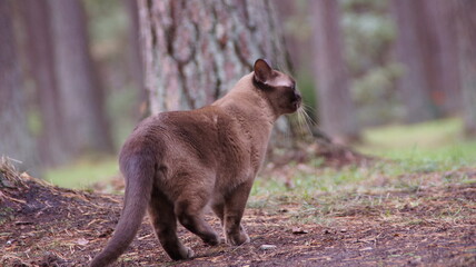 cat in the forest