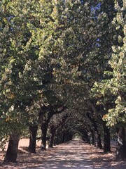 Charming and Relaxing detail view