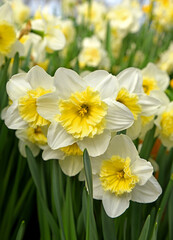 Lovely yellow and white Slim Whitman Large Cupped Daffodils in spring