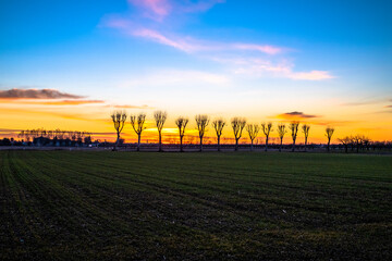 sunrise with row of trees