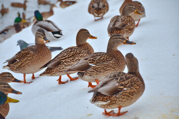 Mallard duck in winter on the shore of the pond