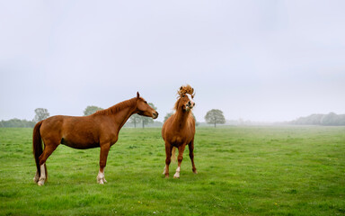 Chestnut horses enjoy open pasture in spring, Beverley, Yorkshire, UK.