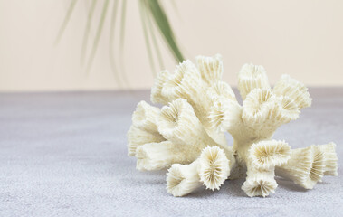 White coral on a beige background with a palm branch and place for text.