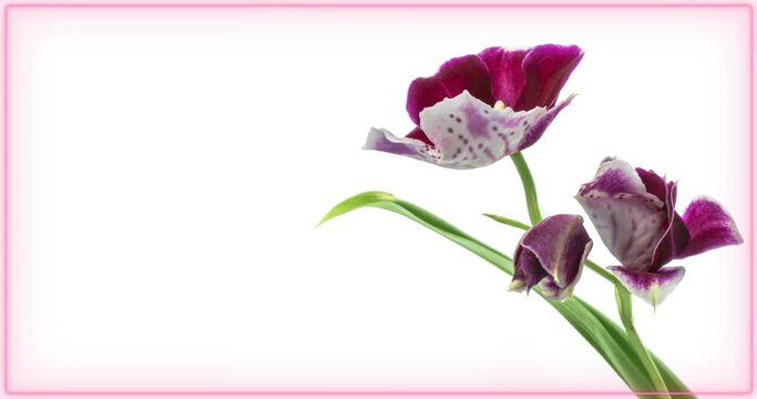 Blooming of beautiful orchid flower on white background, close-up. With place for text or image. Holiday, love, birthday design backdrop.