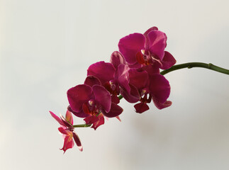 Beautiful blooming twig of orchid