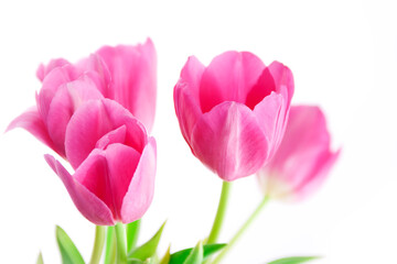 Close up of pink tulips on a white background. Beautiful spring flowers.