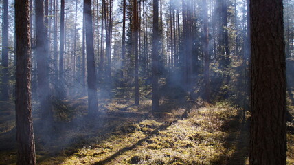 Obraz premium forest in the fog