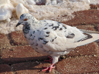 a lone white dove with gray spots walks along a winter street