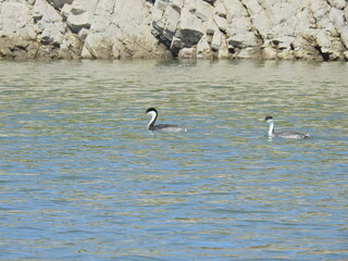 Clark's Grebes swimming in the waters of Lake Cachuma, Santa Barbara County, California.