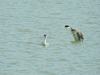 Clark's Grebes swimming in the waters of Lake Cachuma, Santa Barbara County, California.