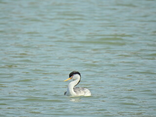 Clark's Grebes swimming in the waters of Lake Cachuma, Santa Barbara County, California.