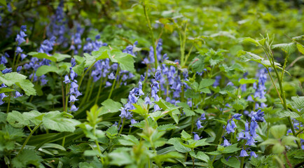 Natural garden with common bluebells in the forest.