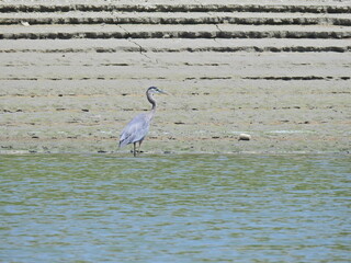A great blue heron standing along the banks of Lake Cachuma in Santa Barbara County, California. 