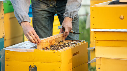 Beekeeper is working with bees and beehives on apiary. Bees on honeycomb. Frames of bee hive....
