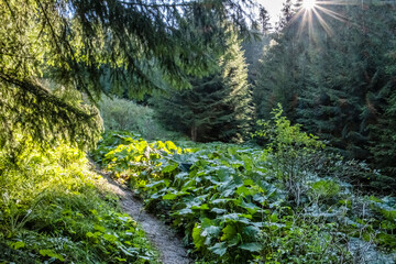 Obraz premium Sunny morning in Low Tatras mountains, Slovakia