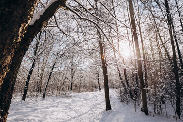 Winter landscape, frosty trees in snowy forest in the sunny light, sparkling hoarfrost on the branches of a winter forest on a frosty day