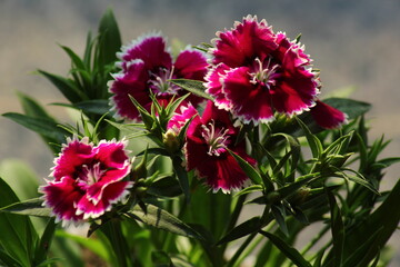 Obraz premium pink and white flowers