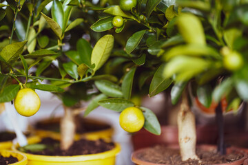 olives on tree