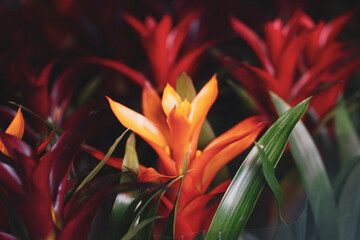 red and yellow flower