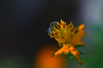 bee collecting nectar from a flower