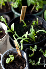 Young seedlings in upcycled pots made from plastic waste in DIY greenhouse.