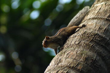 eyes of an indian palm squirrel