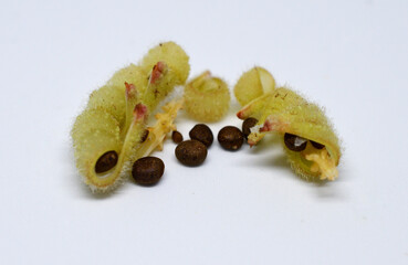 brown flower seeds bursts out