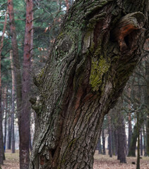 Fototapeta premium Tree with a big face