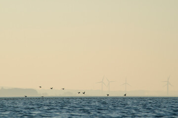 Farma wiatrowa widok od strony Zatoki Gdańskiej, ptaki w locie
