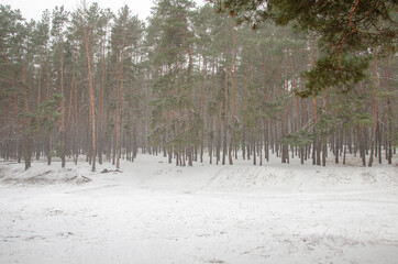 Winter blizzard landscape in a pine forest in the afternoon