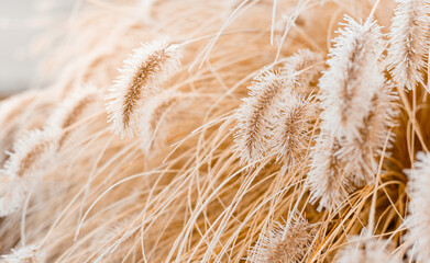 Abstrakter natürlicher Hintergrund von weichen Pflanzen. Bereiftes Pampasgras und Blumen auf einem verschwommenen Bokeh, Boho-Stil. Muster auf dem ersten Eis. Erde beobachten © mdyn