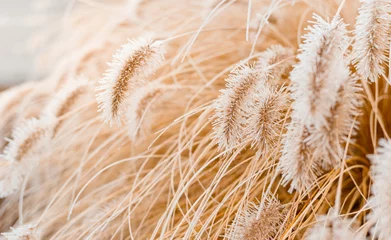 Abstrakter natürlicher Hintergrund von weichen Pflanzen. Bereiftes Pampasgras und Blumen auf einem verschwommenen Bokeh, Boho-Stil. Muster auf dem ersten Eis. Erde beobachten © mdyn