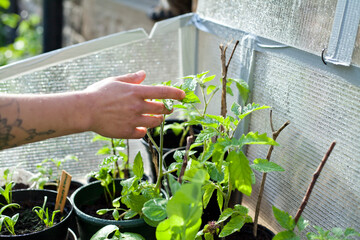 Fototapeta na wymiar Woman gardener checking the vegetable plants in the garden. Plant care of young seedlings, all growing in recycled pots in DIY homemade greenhouse.