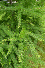 A fragment of European larch crown (Larix decidua Mill.) with young green needles
