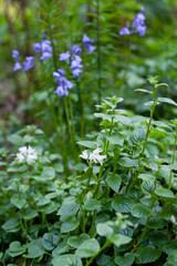 Natural garden with common bluebells in the forest.