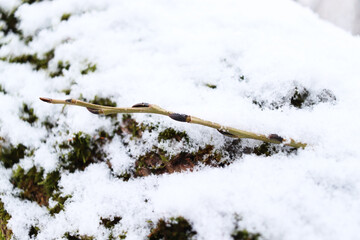 Branch of a tree with swollen buds among the snow. The beginning of spring. Nature is awakening