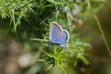 A Silver-studded Blue Basking on Gorse leaves.