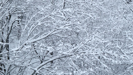 
Beautiful background of snow-covered tree branches creating an unusual ornament